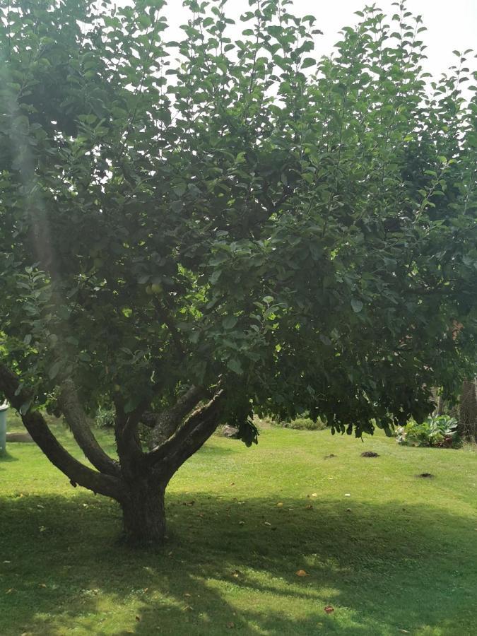 Goldberg Pension Zum Park מראה חיצוני תמונה